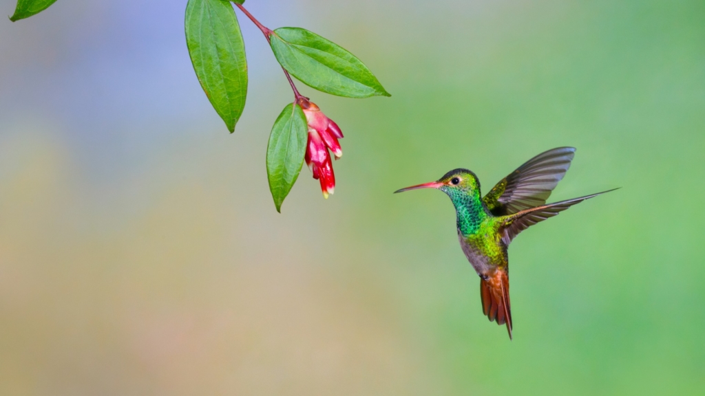 hummingbird