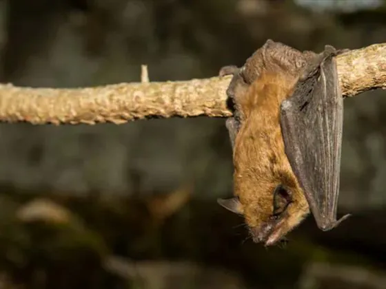 bat