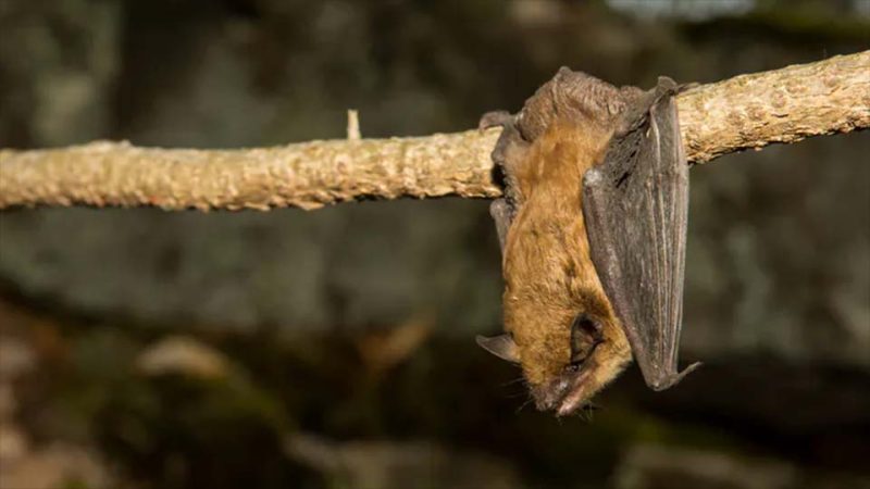 bat